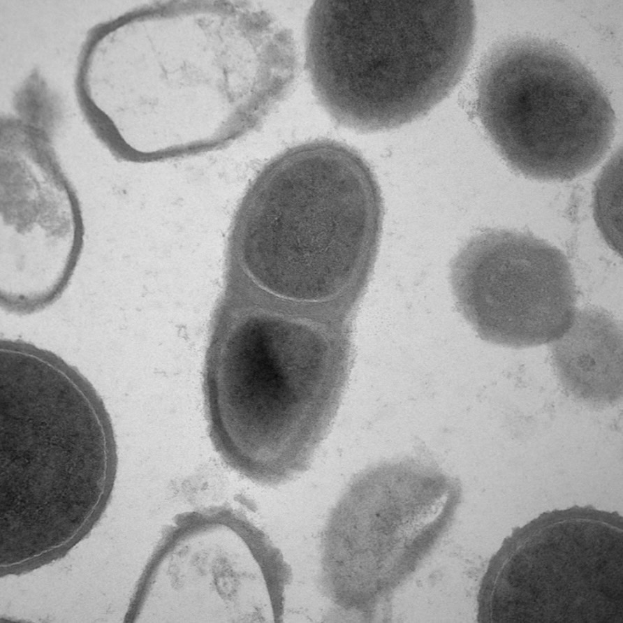 PICOTECBIO